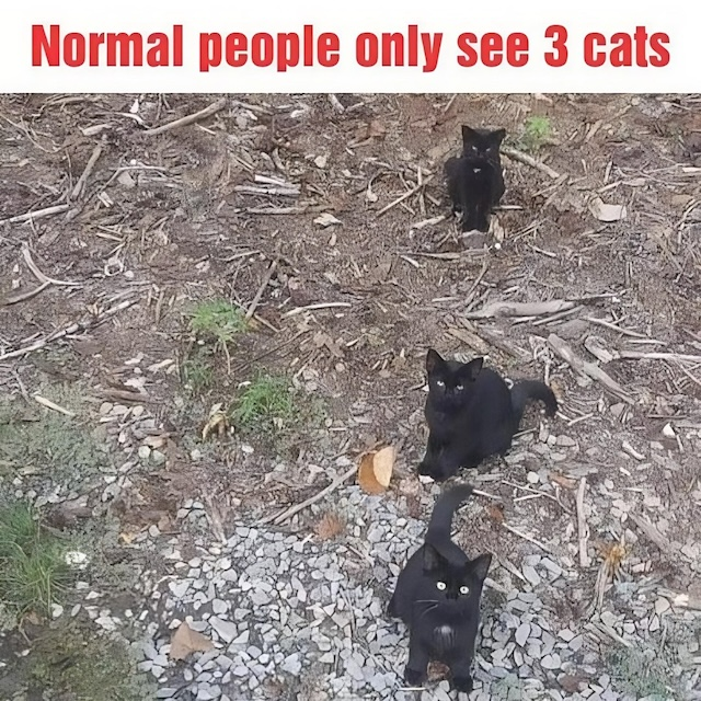 Can You Spot the Hidden Fourth Cat in This Optical Illusion? Can You Spot the Hidden Fourth Cat in This Optical Illusion?