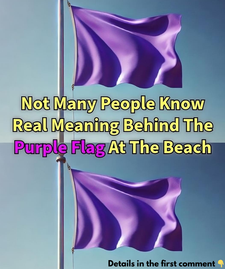 The Meaning of a Purple Flag at the Beach The Meaning of a Purple Flag at the Beach