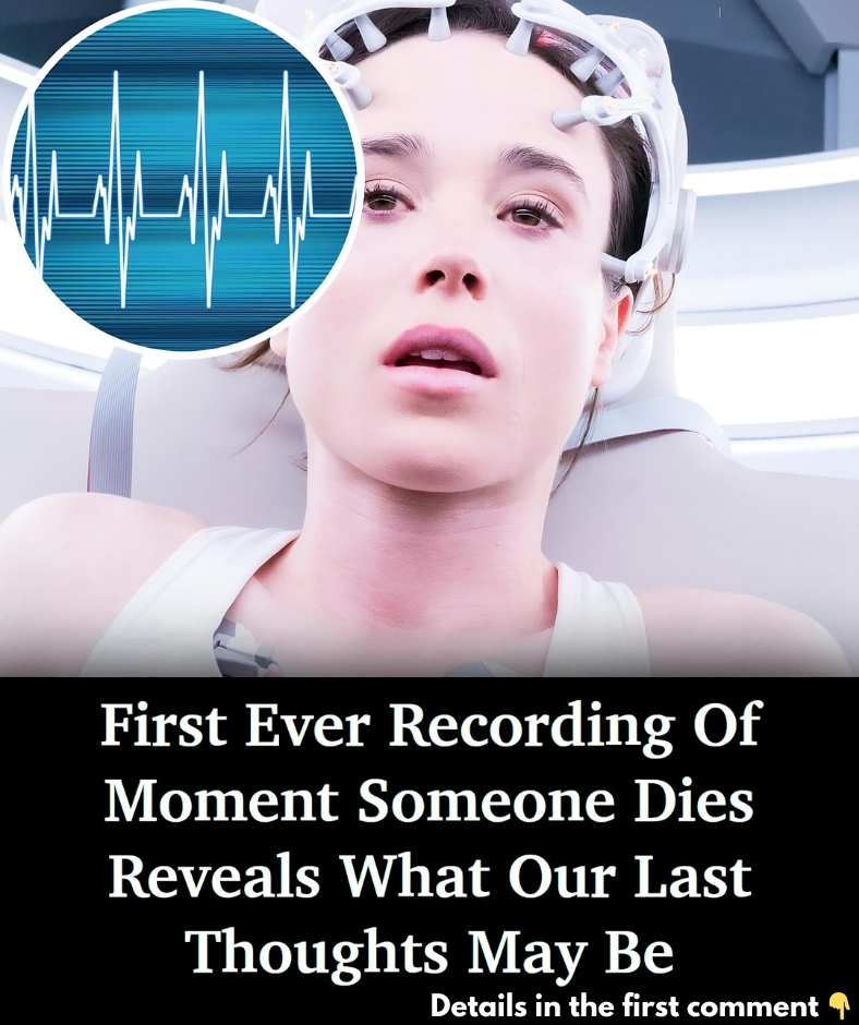 First Ever Recording Of Dying Human Brain Shows Possible “Life Recall” Activity First Ever Recording Of Dying Human Brain Shows Possible “Life Recall” Activity