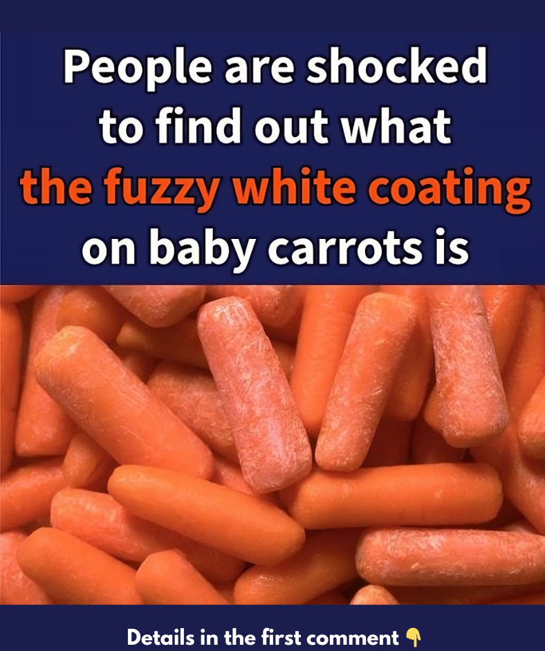 What The Fuzzy White Coating On Baby Carrots Is What The Fuzzy White Coating On Baby Carrots Is