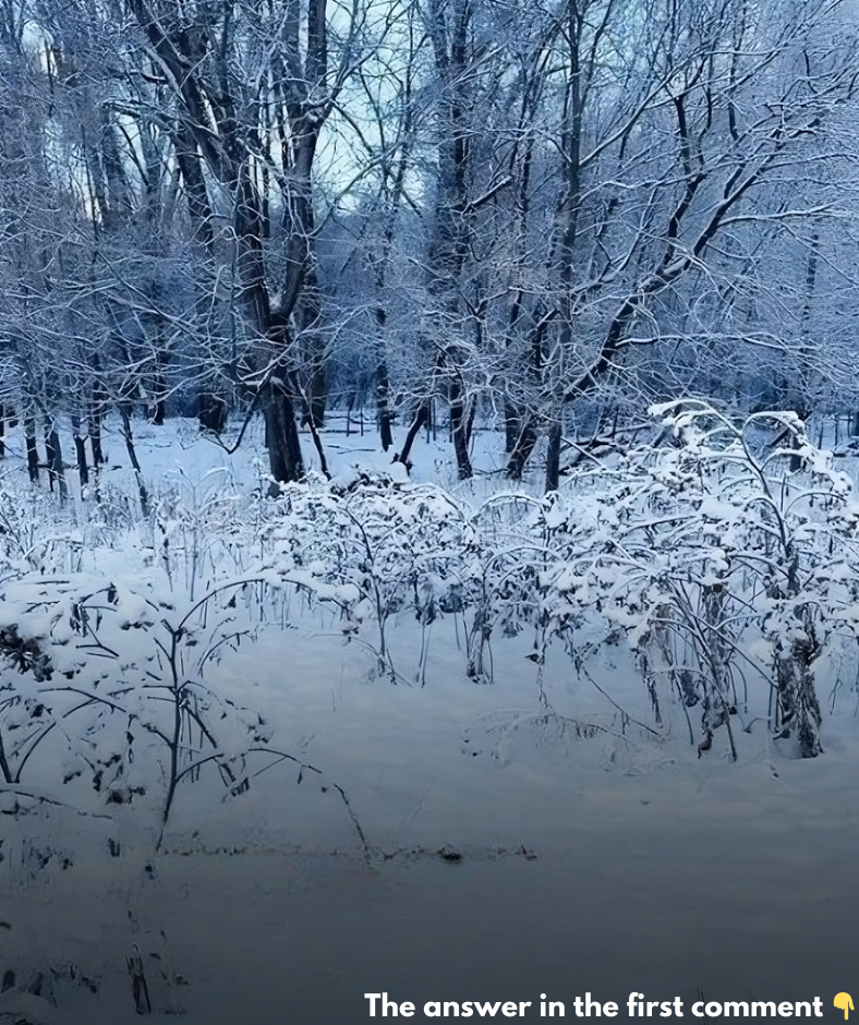 You Have A High IQ If You Can Spot The Hidden Dog In This Photo In Just 20 Seconds You Have A High IQ If You Can Spot The Hidden Dog In This Photo In Just 20 Seconds