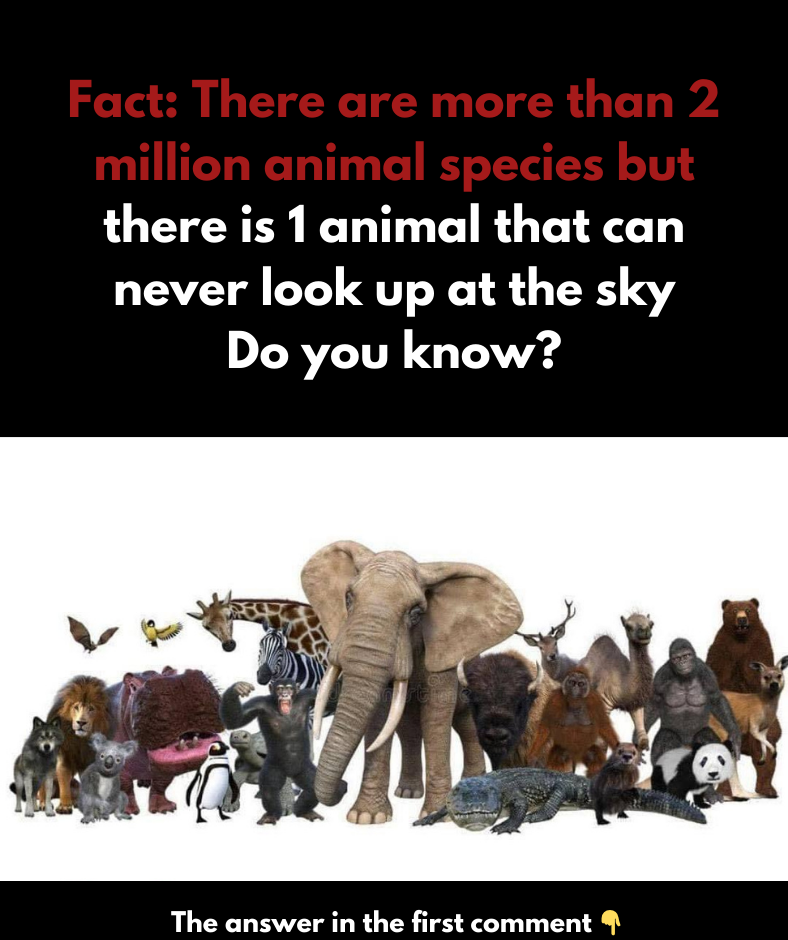 This animal can never look up and see the sky for this reason This animal can never look up and see the sky for this reason