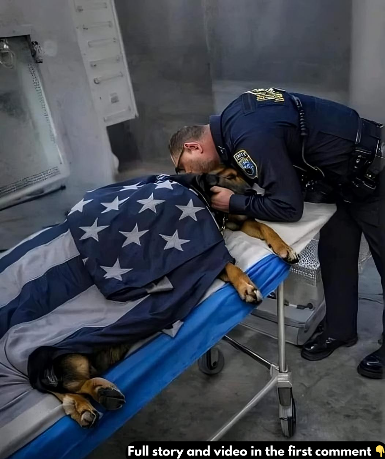 A Heartfelt Farewell to a Hero: Honoring CP109 K9 King A Heartfelt Farewell to a Hero: Honoring CP109 K9 King