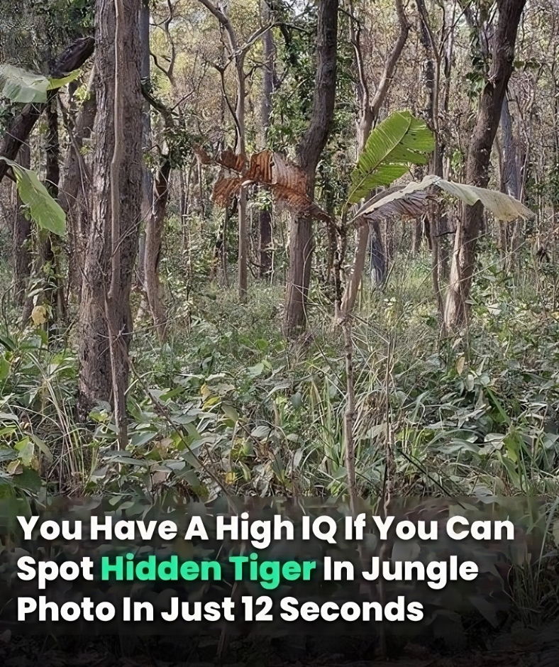 You Have A High IQ If You Can Spot Hidden Tiger In Jungle Photo In Just 12 Seconds You Have A High IQ If You Can Spot Hidden Tiger In Jungle Photo In Just 12 Seconds