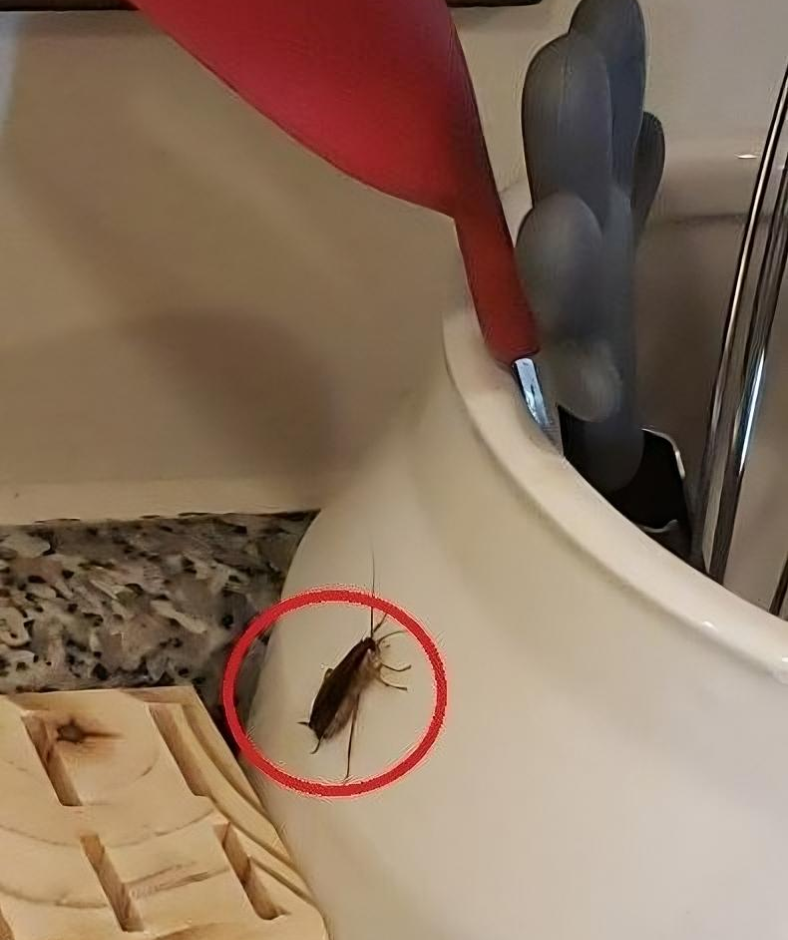 6 Easy Home Remedies for Cockroaches That Will Get Rid of Them Permanently 6 Easy Home Remedies for Cockroaches That Will Get Rid of Them Permanently