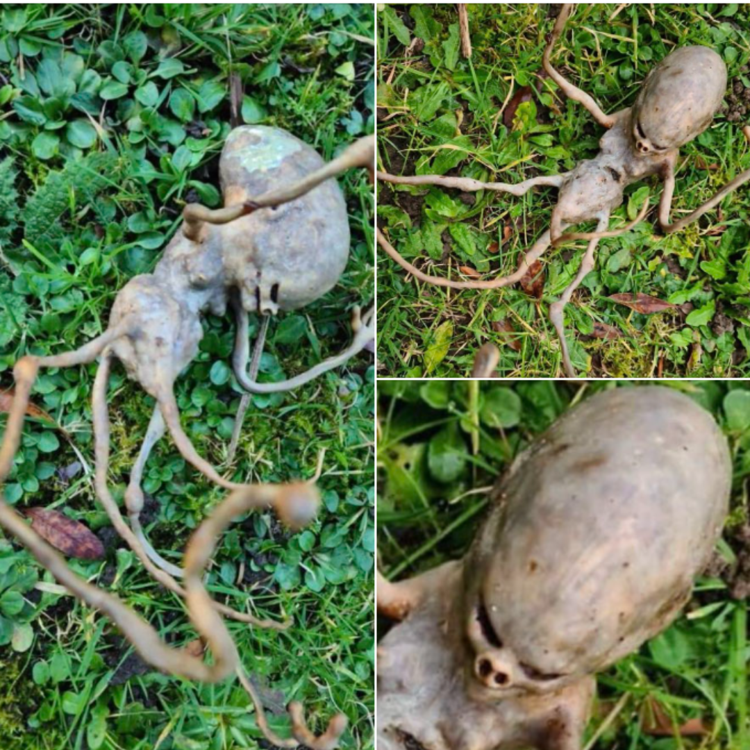 Neighbor finds ‘alien’ object in their backyard that has the internet stumped Neighbor finds ‘alien’ object in their backyard that has the internet stumped