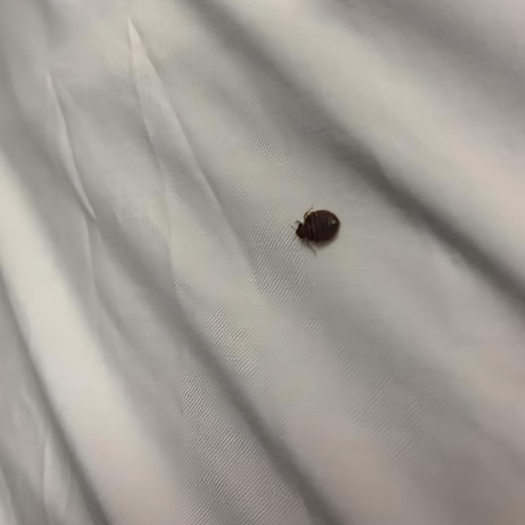 If you find a tick inside your home, here’s what you need to know If you find a tick inside your home, here’s what you need to know
