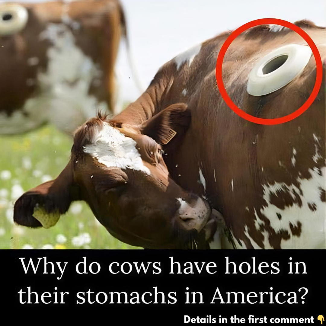 What Are Portholes in Cows? The Reason Will Blow Your Mind What Are Portholes in Cows? The Reason Will Blow Your Mind