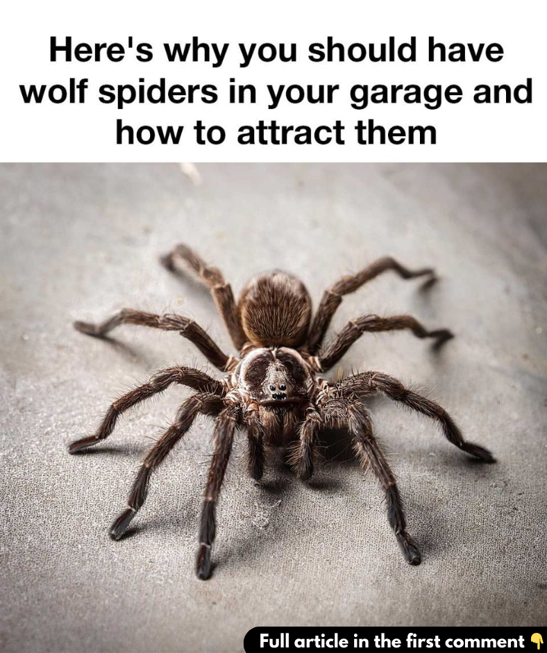 I’ve been living under a rock, apparently I’ve been living under a rock, apparently