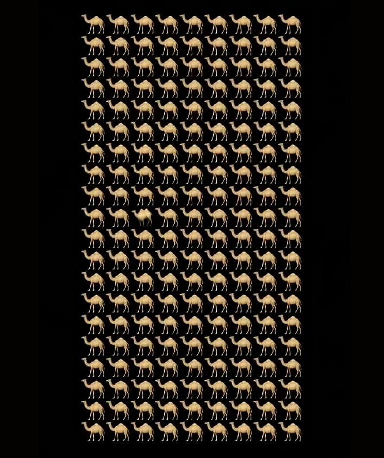 Brain Teaser IQ Test: How Sharp Are Your Eyes? Spot the Odd Camel in 5 Seconds! Brain Teaser IQ Test: How Sharp Are Your Eyes? Spot the Odd Camel in 5 Seconds!