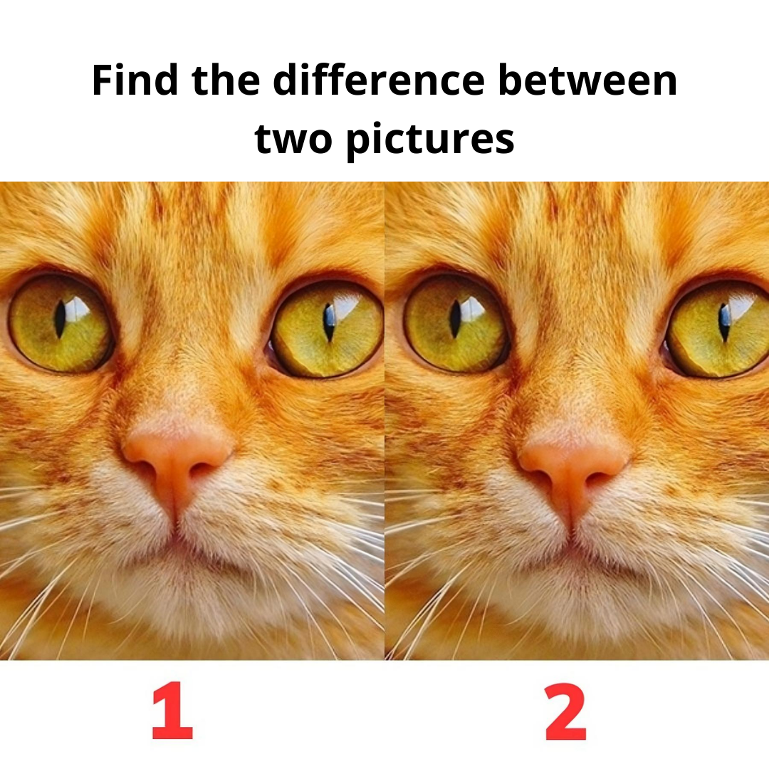 10/10 eyes still can’t see the difference between the two pictures 10/10 eyes still can’t see the difference between the two pictures