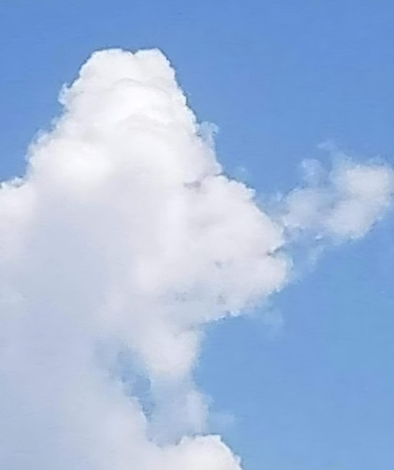 What Do You See: A Fish or a Plane? The Left-Brain vs. Right-Brain Debate What Do You See: A Fish or a Plane? The Left-Brain vs. Right-Brain Debate