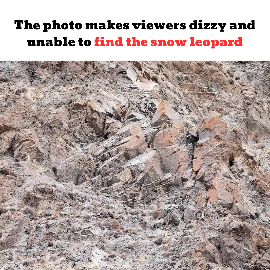 The photo makes viewers dizzy and unable to find the snow leopard The photo makes viewers dizzy and unable to find the snow leopard