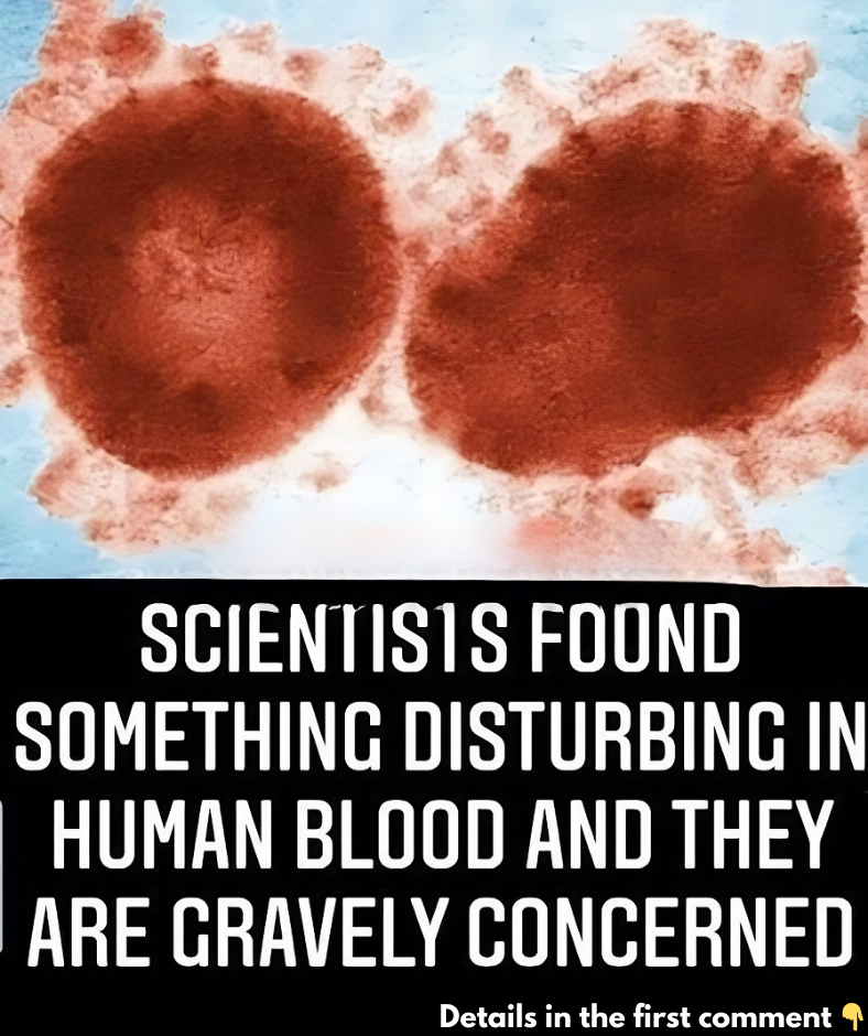 Scientists Found Something Disturbing In Human Blood And They Are Gravely Concerned Scientists Found Something Disturbing In Human Blood And They Are Gravely Concerned