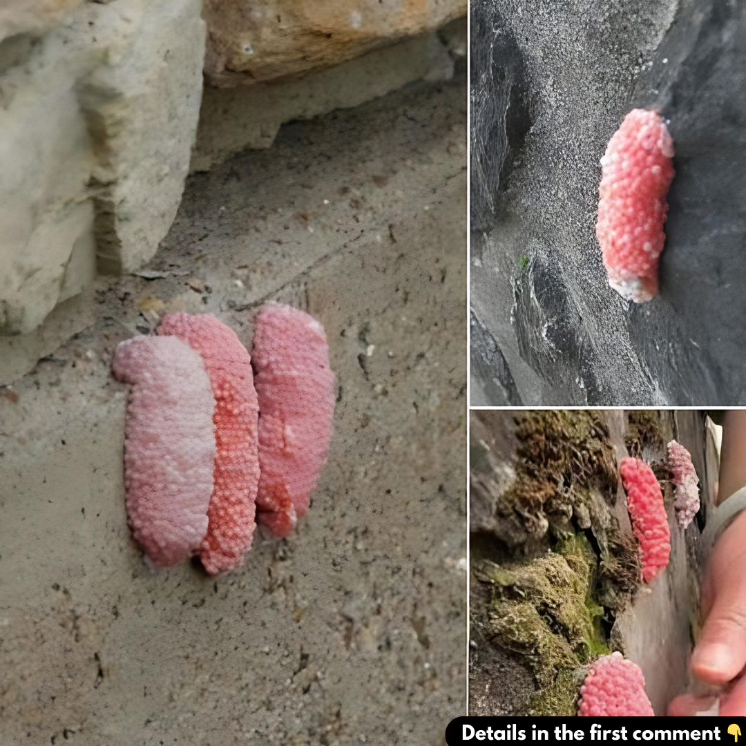 Those mysterious pink eggs that proliferate in the garden at Easter are harbingers of an invasion Those mysterious pink eggs that proliferate in the garden at Easter are harbingers of an invasion