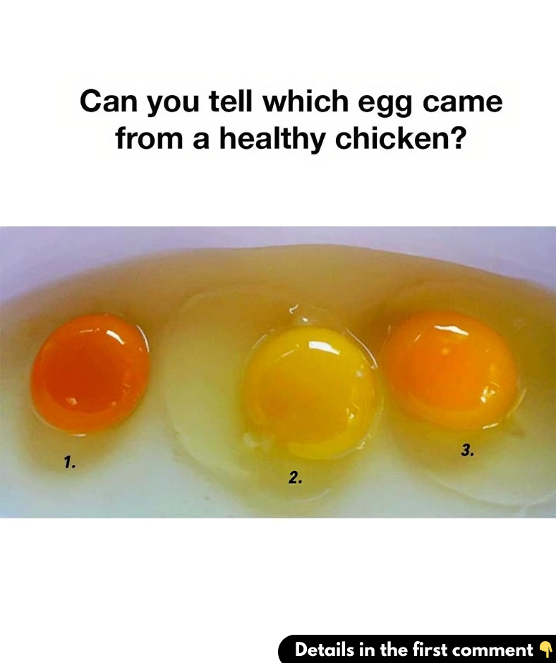 Can you tell which egg came from a healthy chicken? Can you tell which egg came from a healthy chicken?