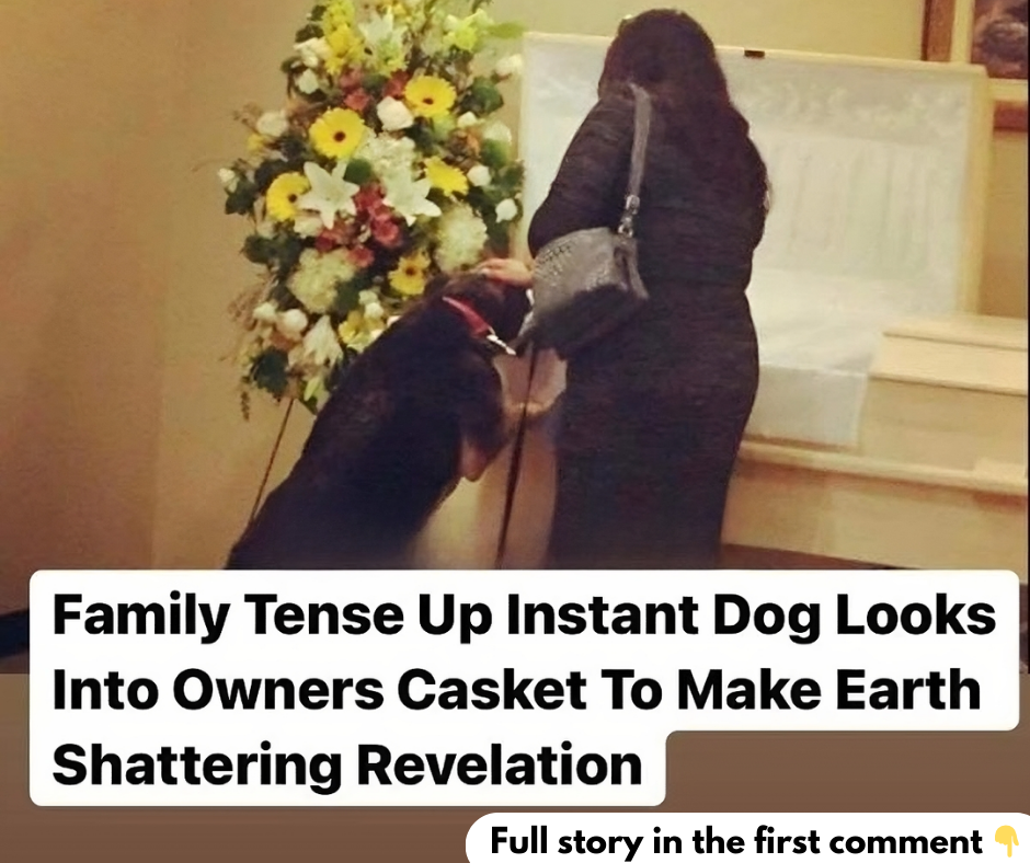 Grieving dog finds peace again at owner’s funeral Grieving dog finds peace again at owner’s funeral