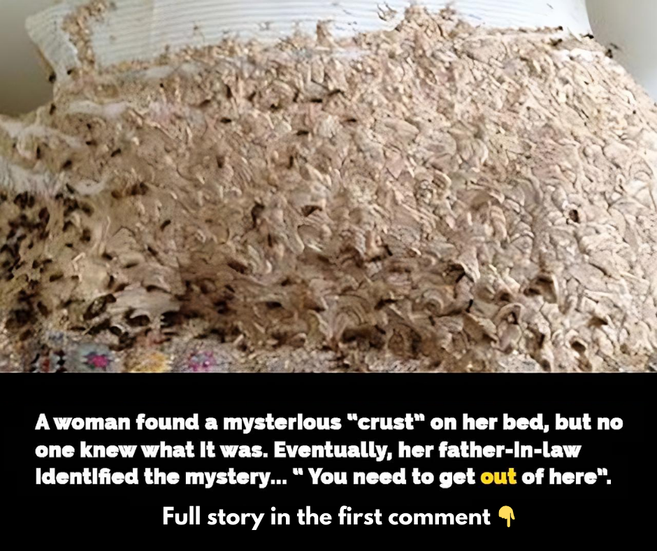 Enormous nest with 5,000 wasps found in woman’s spare room Enormous nest with 5,000 wasps found in woman’s spare room