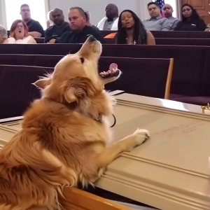 Dog Barks at Coffin during Funeral, Suspicious Son Opens It and Finds It Empty – Story of the Day