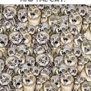 Find the hidden cat among the owls in under 20 seconds
