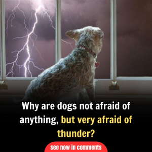 Why are dogs not afraid of anything, but very afraid of thunder