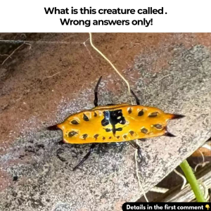 How a woman made a stunning discovery of a rare creature