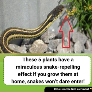 Replanting snake-repellent plants to protect your family