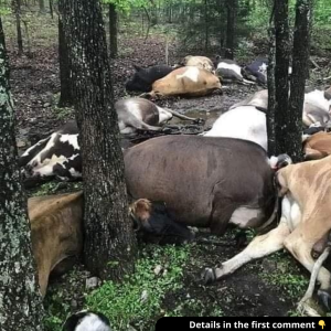 Farmer Finds Pasture Empty, Sees All 32 Dead Cows In One Big Pile