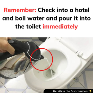 Check into a hotel and boil water and pour it into the toilet immediately