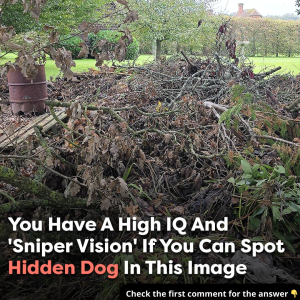 Can you spot the hidden dog? Only those with ‘sniper vision’ can find it Can you spot the hidden dog? Only those with ‘sniper vision’ can find it