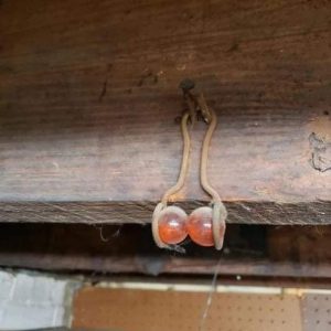 If you see this hanging from the rafters of your home, here’s what it means