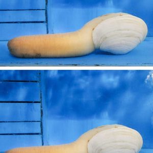 Spotted the weirdest thing in a tank at Chinese restaurant. What is it? Is it actually safe to eat?