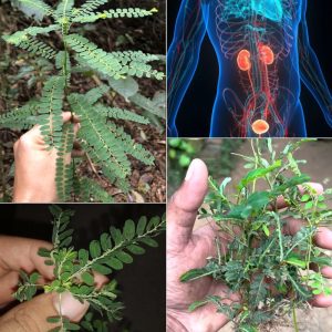 The Stone Breaker Plant: Nature’s Remedy for Kidney Stones