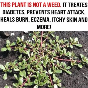 Many Confuse This Plant with a Weed, But It’s Actually Full of Surprising Health Benefits