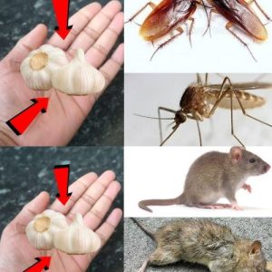 Garlic Fast Rat Remedy: A Natural and Effective Solution