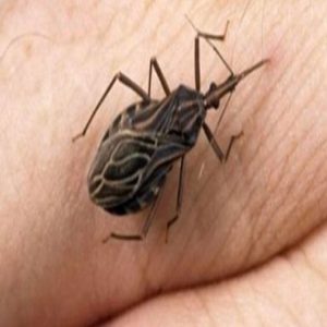 These bugs come out at nighttime, and attacking victims, they silently kill or leave them with a lifelong infection
