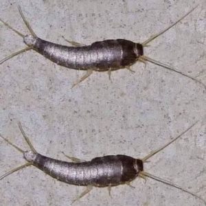 Attention if This Animal Comes to Your Home