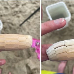 The Mysterious Object That Left Everyone Stunned