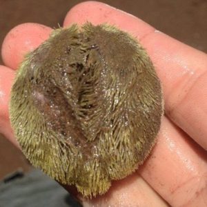 Can You Guess What They Are? Most People Have No Clue What They Are!