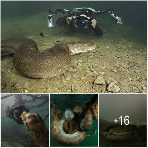 Diver has incredible face to face encounter with giant ANACONDA