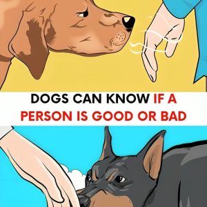 Can Dogs Really Tell Who’s Good or Bad? Here’s the Jaw-Dropping Truth You Didn’t Know