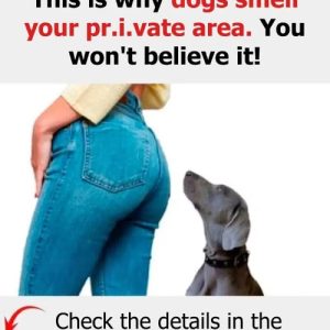 Reasons why dogs smell your CR0TCH…