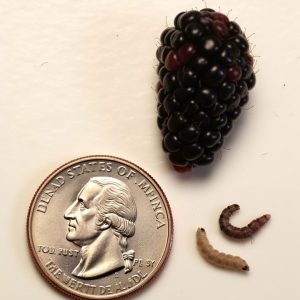 Why you’ll want to clean your berries before eating them