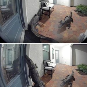 Florida Family Stunned as Two Alligators Knock on Their Door — One Even Stands Like a Human…