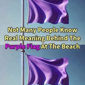 Spotting a Purple Flag on the Beach? Here’s What You Need to Know