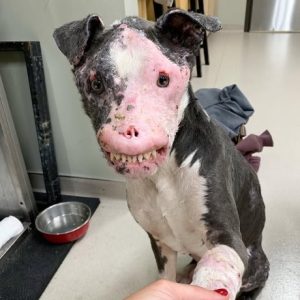 Rescue Dog With Autoimmune Disease Who Showed the World That Beauty Comes From Within Has Sadly Passed Away