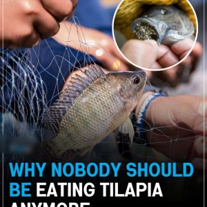 Still eating tilapia? You might want to think twice Still eating tilapia? You might want to think twice