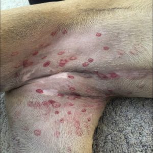 Vet reveals why red bites are appearing on dogs’ stomachs