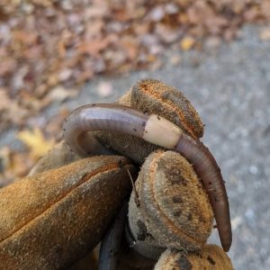 These guys cause massive damage, and they are spreading across the US. Here’s how to recognize them and what you should do next