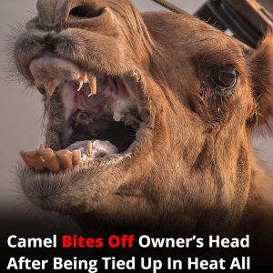 Neglected camel k*lls owner after hours tied in scorching heat